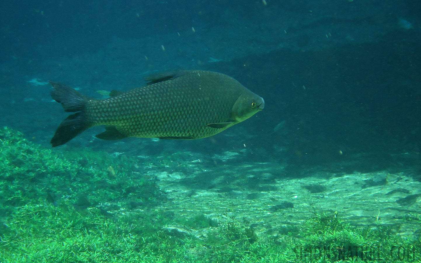 Snorkeling in the cristal clear water near Bonito [15.63 mm, 1/100 sec at f / 5.0, ISO 200]